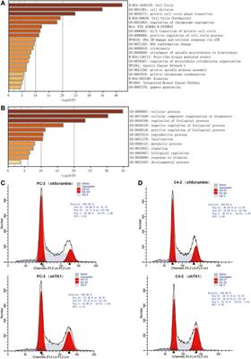 Assessing the Potential Prognostic and Immunological Role of TK1 in Prostate Cancer